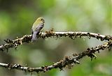 Olive Flycatcher